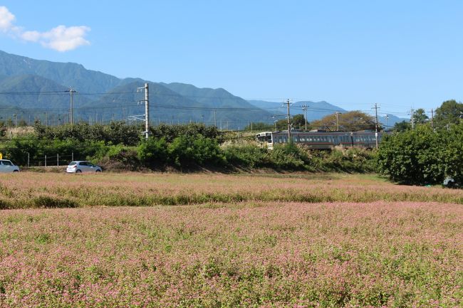 赤そばの花を見ようと箕輪町の「赤そばの里」から<br />ハシゴして中川村の赤そば畑に向かいました。<br />途中、駒ヶ根でランチして中川村JR伊那田島駅を目指します。<br /><br /><br />箕輪町の「赤そばの里」畑の規模も広くて<br />かなり有名で観光バスの団体客も沢山見えられるみたいですが、<br />「信州中川赤そば花まつり」は、畑の規模も狭く<br />まだマイナー感が漂っています。<br />此処のパンフレットを、とある所で見かけ鉄道が写っていたので<br />今回訪問してみました。<br /><br />中川村の外れに位置し、松川町に隣接し近隣には果樹園が<br />沢山あります。<br />伊那田島駅の南側に有るという事で、<br />ナビと睨めっこしながらようやく到着です。<br /><br />赤そばまつりは21日から開始なのでテントの準備中で、<br />お客さんは殆どいなくてゆっくり見て歩く事が出来ました。<br /><br /><br />（参考　中川村観光協会公式HP花情報）<br />http://inform.vill.nakagawa.nagano.jp/come-into-bloom/<br /><br />（信濃毎日新聞WB版）<br />http://www8.shinmai.co.jp/soba/article.php?id=SOBA20130925001601<br /><br /><br />箕輪町「赤そばの里」旅行記はこちらから↓<br />http://4travel.jp/traveler/inakurokawa/album/10813827/