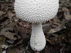 シロオニタケ　雑木林の妖怪（増補版）　 Amanita virgineoides