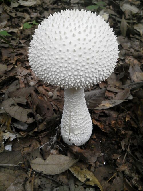 シロオニタケ 雑木林の妖怪 増補版 Amanita Virgineoides 所沢 埼玉県 の旅行記 ブログ By Yamada423さん フォートラベル