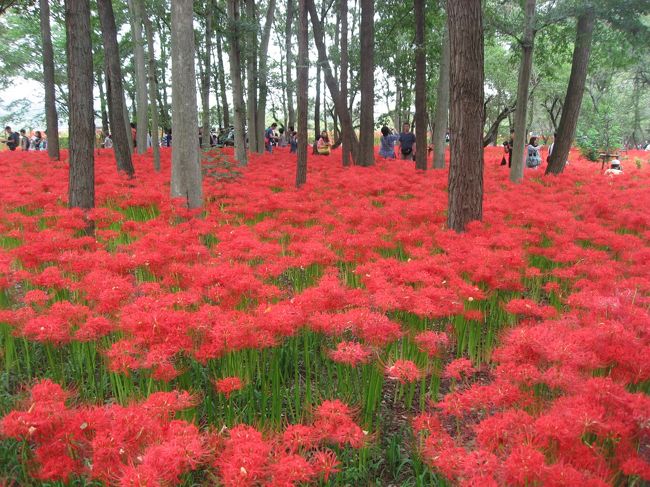 布巾着の曼珠沙華が見頃になったので見に行ってきました。<br /><br />★散歩ルート<br />高麗駅→巾着田 曼珠沙華まつり→阿里山Ｃａｆｅ（ランチ）→高麗神社→高麗家住宅→高麗郷古民家→豆腐→高麗駅（西武ライオンズラッピング電車）