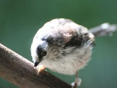 初めて手にする望遠レンズ（70～300mm）をもって、上野動物園で試し撮り！