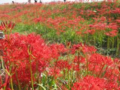 愛知・半田　矢勝川の彼岸花