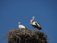 アルザスの小さな村　(2) リボーヴィレ　コウノトリは赤ちゃんを連れて来る! コウノトリが巣を作る家には幸運がやってくる!