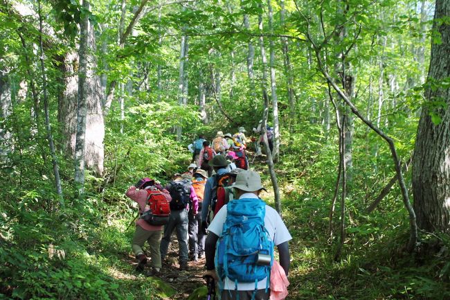 「各務原歩こう会」で、銚子ヶ峰へ行ってきました。<br />銚子ヶ峰の登山口である、郡上市白鳥町石徹白からの登山口から登り始めました。ここからは白山に参詣する人が登るルートで、銚子ヶ峰から先は一の峰、二の峰、三の峰へと続き、別山を経て白山に至ります。<br />このコースは白山禅定道として古くから信仰の道でした。<br /><br />登山口(7:55)　―　大杉(8:07)〜(8:11) 　―　１キロP(8:44)　―　２キロP(9:26) 　―　<br /><br />おたけり坂(9:36〜9:48)　―　３キロP(10:11) 　―　神鳩避難小屋(10:20)〜(10:35)　―　　<br /><br />４キロP(10:54)　―　母御石(11:18) 　―　銚子ヶ峰山頂(11:40)〜(12:20)　―　母御石(12:42)<br /><br />　―　４キロP(12:52)　―　神鳩避難小屋(13:09)〜(13:41)　―　３キロP(13:27)　―　<br /><br />　おたけり坂(13:44〜13:55　―　２キロP(14:02)　―　１キロP(14:30)　―　大杉(14:55)〜(15:01)<br /><br />　　―　登山口(15:08)<br /><br /><br />途中。大きな荷を背負った男性が登ってきました。<br />白山に向かうと話していました。<br />この時間に向かっていくのですから、当然、今日中に到達は出来ません。<br />三ノ峰避難小屋辺りで泊まるのでしょうか。<br /><br /><br />銚子ヶ峰に登るのは３回目でした。初めての時は仲間同士で登り、２回目は友人と二人でした。<br />初回の時の神鳩避難小屋は風雨によって、痛んでいました。２回目の時は建て替えられ新しくなっていました。<br />そして、今回の避難小屋はボランティアの人が塗料を塗ったのでしよう。壁の下の部分に塗料の雫がたれ、素人がヤツタ跡に見えました。<br />出来ばえは素人臭かっても、こうして山小屋を守っていただけることがありがたいです。<br /><br />過去の２回とも、初夏の頃で初夏の花を目にしました。<br />今回は、初秋の時期であり、初夏の頃に咲いていた花々が実を結んでいました。<br />登山口辺りには秋の山野草が顔を見せていました。<br /><br />ダケカンバやオオカメノキは赤い実がなっていました。<br />リンドウが咲いていました。<br />登る途中にツルリンドウを見かけましたが、リンドウの姿は有りませんでした。<br />「リンドウは咲いていないのか？」と言った途端にリンドウが登場したのです。<br />コノ後の言葉は「言って見るもんだね〜」でした。<br />違う時期に違う花を見ることが出来るのが面白いです。<br />花が咲いた時期のものを見た事が有りますが、赤く稔った実を目に出来たのも、新鮮に感じました。<br /><br />一度、登った山でも、違う季節に登ると新しい発見が有ります。<br />それも、山登りが面白い点の１つでしょう。<br /><br /><br /><br />