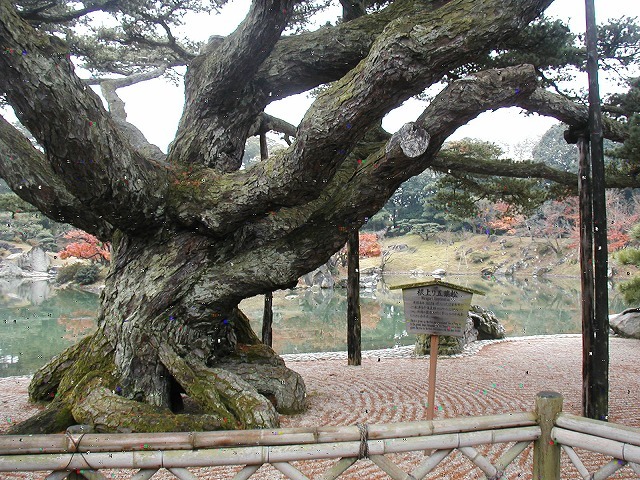 「旅の記録」（25)・・四国周遊の旅・高松栗林公園<br /><br />　ＡＮＡ誘遊四国号Ｂルートに乗って「四国周遊」旅の記録です。<br /><br />　最初の訪問地である「栗林公園」を　帰京後WEBアルバムでさらりと軽めに紹介したところ　そのアルバムに「香川県高松市観光課」より　15行びっしりと補足説明の書き込みがあり、びっくりしました。<br /><br />「紫雲山を借景として6つの池と13の築山を巧妙に配した大名庭園で、回遊式庭園の南庭と近代的に整備された準洋式の北庭からなっている。面積は約75ヘクタールと特別名勝に指定されている庭園の中では最大の広さである。・・・・・」長いので省略しますが。「香川県高松市」観光課の方はしっかり仕事をされているんですね。<br /><br />　「栗林公園」の次に金刀比羅宮へ、俗に言うこんぴらさん。参道の長い石段は有名で、本宮まで785段、奥社までの合計は1368段にも及びます。785段ってのは口では簡単にいえるのですが、実際に歩くと、これはもうタフなことこの上なし。<br /><br />　時間不足で奥の1368段には辿り着けなかったものの、これを歩ければ、もう後は怖いもの無しです。<br /><br /><br />注）　このブログ記事中　栗林公園と金刀比羅宮に関する記述はフリー百科ウィキペディアなどから抜粋し一部加筆したものです。