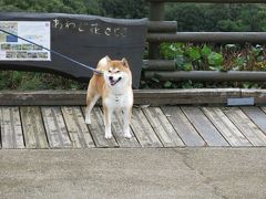 柴犬　コウタ　ＩＮ　淡路島。ハナ＆キッスへ！