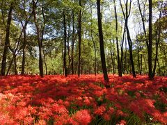 2013秋・巾着田～赤いじゅうたん・曼珠沙華の里～