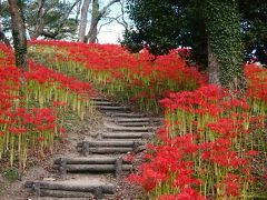 真っ赤に染まる・・・曼珠沙華の丘！！　★大崎市・羽黒山公園★