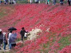 新美南吉　生誕１００年　彼岸花の咲く矢勝川をあるく