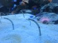 2013年９月富山の友人を訪ねて（途中）魚津水族館