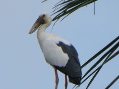 スリランカで身近に見ることの出来る野鳥たち