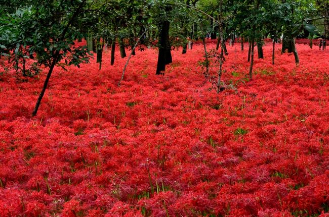 　秋の彼岸の頃になると曼珠沙華（彼岸花）が目につくようになります。日高市の巾着田は、500万本の曼珠沙華が咲く日本最大の曼珠沙華の群生地で、開花期間中は30万人の人出があるそうです。もともと、人ごみの中に入るのは好きではないのですが、それだけの人出があるということは、やはり一見の価値有りと思うので、混雑を避けて平日の朝早く出かけてきました。<br /><br />　さて、タイトルに”魔性の花”という言葉を使いましたが、そのわけを書いておきます。<br />　玄白がまだ幼かった頃、実家がある村の田んぼの隅に直径3〜4m、高さ2mほどの古墳のような塚があり、正式には藪塚、集落の人たちは「やんぶーさん」と呼んで稲刈りが終わると毎年法要のようなことをやっていました。薮塚は一面、曼珠沙華に覆われ、彼岸の頃は稲穂の黄色の中で遠目には紅蓮の炎があがっているようで、とても印象的でした。集落の墓地から離れていて墓石ひとつない薮塚でなぜ法要をやるのか不思議に思い、ある日祖父に尋ねたことがありました。<br />　祖父いわく「大昔、一人の落ち武者がこの部落にやってきた。空腹のため、ある農家で食べ物を盗んで食べているところを家の主に見つかってしまい、許しを請うたが家中の者たちから袋叩きにあって殺されてしまった。すると数日して、その一家全員は奇病で死んでしまい、集落にも大雨や落雷の被害が出た。村人達は、落ち武者の祟りだと恐れ、塚を作って遺体を丁寧に埋葬した。その頃は土葬だったので、根や茎に毒がある曼珠沙華を植えて野犬などに荒らされないようにして、毎年供養している」というような話でした。なにやら、横溝正史の世界のようなオドロオドロしい話で、玄白の子供心に強烈なインパクトを与えたのでした。<br />　曼珠沙華は畦道だけでなく寺や墓地でもよく見かける花であり、マンジュシャゲという奇妙な名前の他に「死人花」、「葬式花」、「火事花」などという縁起の良くない別名があることや「雄しべと雌しべがあるのに実を結ぶことはなく球根だけで増える」だとか、「冬から春には葉が茂るのに花が咲くときには葉を落としてしまう」など、普通の花とは違う奇妙な性質があるということを知るにつけ、藪塚伝説と併せて、どこか異界に結びつく魔性の花というイメージを抱き続け、長い間、無邪気にきれいだ、美しいと愛でることが出来ない花でした。<br />　そんな玄白も、すでに人生の折り返し点を過ぎて、子供の頃抱いていた曼珠沙華への奇妙な恐れの気持ちが懐かしくもあり、見事といわれる巾着田の大群生を見てみたいという気持ちになった次第です。<br />　くだんの紅蓮の炎のように見えた藪塚は、中学校入学の頃には農地改良で消滅し、今では手放しで美しい風景だったと思えるようになっています。<br />