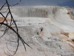 バンクーバーからイエローストーンまで、４３００ｋｍのドライブ旅行　⑥イエローストーン（Ｍａｍｍｏｔｈ　Ｈｏｔ　Ｓｐｒｉｎｇｓ）