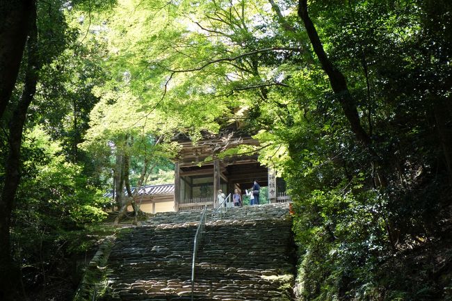 オーストラリアからお越しのお客様を京都へご案内。<br />「京都へはまた行くチャンスがあるので、普通の観光客はあまり行かない場所へ」というリクエストにお応えしてセレクトした先は、京都の西北、高雄。<br />神護寺、西明寺、高山寺の三ケ寺を巡ってきた。<br />