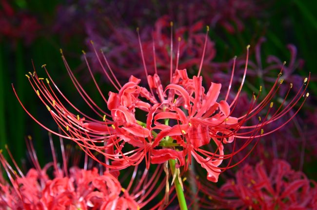 ☆巾着田曼珠沙華公園☆散策