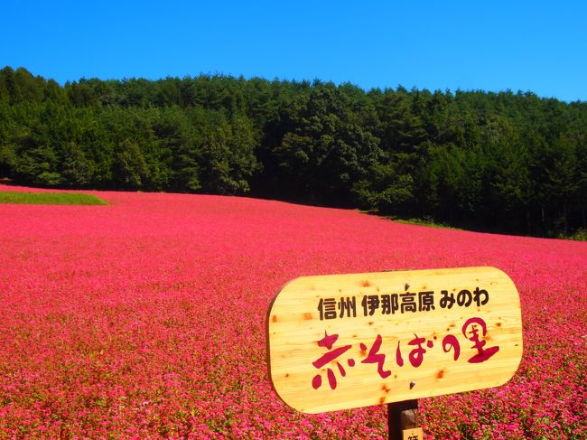 旅行誌を見ていると、赤そばの里・そばまつり！<br />ちょうど赤そばの花が満開という事で〜<br />赤そばの花を見てみたい！！そして美味しいお蕎麦が食べた〜い！！<br />日帰りで長野県の伊那まで行って来ました。