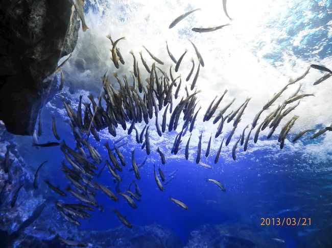 今年の２月にテレビのニュースを見ていたら、北海道・北見の「山の水族館」のレポートがありました。<br />あまり観光客が来ない閉館寸前のこの水族館を、若い職員が最後の賭けでリニューアルに取り組んだ報道で、昨年の夏に再開したら、お客さんはうなぎのぼりに増えたとのこと。<br />水族館の中に入った途端、目に飛び込んでくるオショロコマの大群、幻の魚のイトウの群れ等々、是非、見たくなりました。<br />ネットで調べたら、この水族館にも行く２泊３日のツアーがあり、冬の終わりの北海道に行ってきました。<br />このツアーは、春休みを狙った家族用のツアーで、何と利用便は、お子様に大人気のANAポケモンジェット！<br />雪遊びや旭山動物園など、盛り沢山のツアーでした。<br /><br />写真は、「山の水族館」の人工滝に上ろうとするオショロコマの大群。