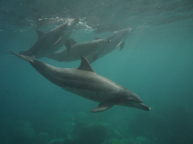 Dolphin swimming.