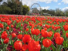 ★★ Canberra Floriade 2013 - キャンベラ フロリアード (フラワーフェスティバル) ★★ 