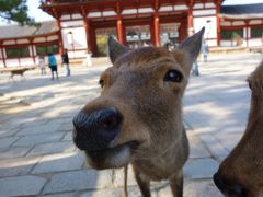 アイラブ仏像めぐり　大人の奈良遠足