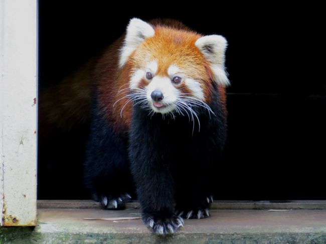 朝、千葉市動物公園で今年生まれの双子ちゃんをに会った後、どこに行こうかいろいろと考えました。<br />今夏の暑さで冷房のある非公開の施設に避難した上野動物園のアンアンちゃんも気になるし、テレビモニター越しではありますが今年生まれの赤ちゃんの公開が始まった川崎市夢見ヶ先動物公園も気になります・・・いろいろ迷った挙句、江戸川区自然動物園に行くことにしました。<br />千葉から羽田空港へのルートからもそんなに離れていないですし、１年近くご無沙汰していたのでブナ君、ユウユウさん、そしてオオアリクイのアニモ君にも会いたくなったのです。<br /><br />ブナ君とユウユウさんは相変わらず元気にしてましたし、アニモ君も今まで見たことないくらいアクティブでとても楽しかったです。<br /><br /><br />これまでのレッサーパンダ旅行記はこちらからどうぞ→http://4travel.jp/traveler/jillluka/album/10652280/