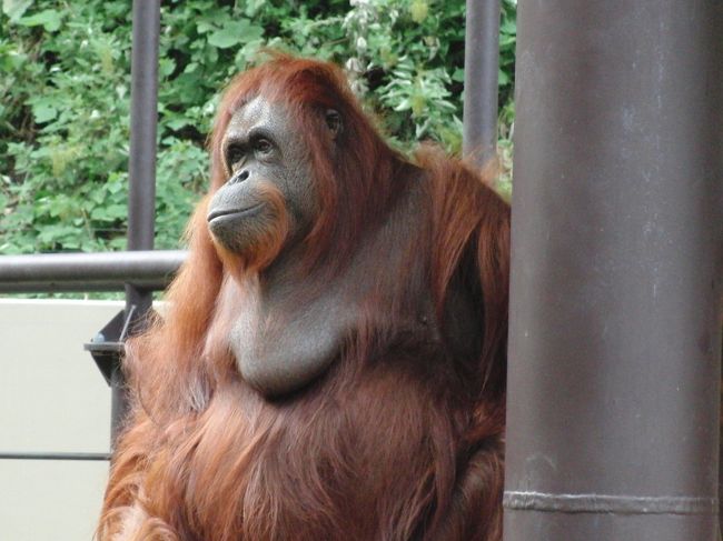 感動を生む行動展示を目指し、リニューアル驀進中の福岡市動物園。<br /><br />目指せ九州の旭山動物園との事！<br /><br />新しくなったエリアは本当に素晴らしいのです。<br />高い所で眠ってばかりだったヒョウは、飛び回り、<br />岩陰に隠れたり襲ったりと野性味に溢れ、訪問客を大いに楽しませてくれます。<br />それに一番ワクワクして見飽きないのは、オランウータン。<br />シロゲテナガザルとの同居が何と言っても楽しい。<br /><br />９月の”アジア熱帯の渓谷エリア”のオープンを知り、行ってみる事にしました。