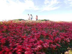 ＜おひとりさまのお伊勢参り・３＞　真っ赤な彼岸花とごんぎつねの故郷「半田」