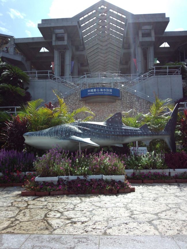 ３日目は一番楽しみだった美ら海水族館をメインに名護から北上します。<br />夜中雨が降っていたものの朝には止んでくれました。<br />昨日よりさらに早起きを命ぜられて眠いです(笑)。