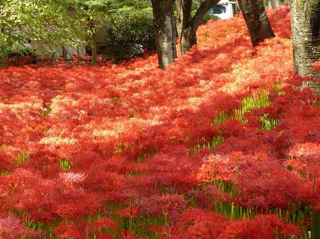 彼岸花（曼珠沙華）の群生地で有名な埼玉県日高市の巾着田（きんちゃくだ）に行ってきました。西武池袋線の高麗（こま）駅から徒歩15分です。<br /><br />彼岸花は田んぼの畦道に並んで咲いていたり公園の片隅に咲いているイメージでしたが、視界いっぱい広がる光景は迫力がありました。