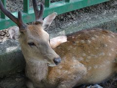 久しぶりです！！関西旅行　（まずは　奈良市内編）1
