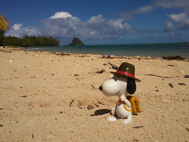 仕事を辞めてお休みが出来たので、ずっと行けてなかったハワイへ、主人と２人で行って来ました！<br />とにかく、ハワイ初心者ということで、今回はオアフ島だけですが有名所をおさえたつもりです。<br /><br />とにかく、ここの旅行記をいろいろ参考に計画！<br /><br /><br />１日目　ハワイアンエア（関空発）<br />ホリデイインワイキキビーチコマ－　　チェックイン<br /><br />２日目　ダイヤモンドヘッド　日の出登山<br />　　　　ドンキホーテ、アラモアナSC　ショッピング<br /><br />３日目　ノースショアー　OPツアー<br />カフェカイラで朝食　→　<br />モアナルアガーデンズ（この木何に木）　→　<br />クカニロコ（バースストーン)　→　<br />ドールプランテーション　→<br />ワイメアベイビーチパーク（亀さんビーチ）　→　<br />ソープファクトリー　→　<br />ハレイワタウン散策　→　<br />レナーズ（マラサダ）<br /><br />４日目　　クアロアランチ　一日コース<br />バギー　→　<br />乗馬　→　<br />クルーズ　→　<br />シークレットアイランド<br /><br />５日目　　のんびりホテルのプール<br />　　　　　夜　アロハフェスティバル<br /><br />６日目　　エッグスンシングス<br />ハワイアンエア<br /><br />７日目　　帰国　<br />