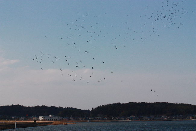 行方市吉崎でバードウォッチングを楽しみました。<br /><br />表紙写真は、吉川の北浦湖畔の風景です。<br />上空を飛ぶ鳥は、カワウの群れです。<br /><br />※ 2017.02.07 位置情報登録