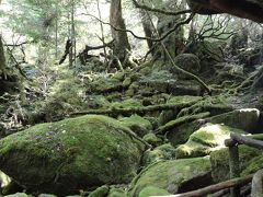 そこに 【もののけ姫】 があります。　屋久島・白谷雲水峡