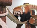 長野新幹線に乗って茶臼山動物園までレッサーパンダの赤ちゃん詣2013（３）屋内のレッサーパンダ・ジュニアスクールのケンシンくん、くるりん尻尾のサチちゃん、そしてノゾムくんにネネちゃん、みんなすっかり大人びたと思ったら、まだまだやんちゃっ子@