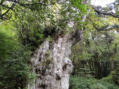 【徒歩で往復10時間】　屋久島・縄文杉を見る旅