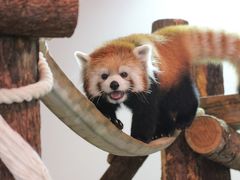 長野新幹線に乗って茶臼山動物園までレッサーパンダの赤ちゃん詣2013（３）屋内のレッサーパンダ・ジュニアスクールのケンシンくん、くるりん尻尾のサチちゃん、そしてノゾムくんにネネちゃん、みんなすっかり大人びたと思ったら、まだまだやんちゃっ子@