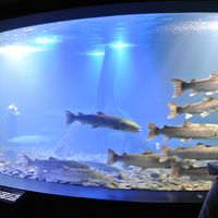 山の水族館で、食うか食われるかの