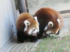 長野新幹線に乗って茶臼山動物園までレッサーパンダの赤ちゃん詣2013（４）会いたかったよ～、アジサイちゃんの赤ちゃんズ！　やんちゃで好奇心と向上心旺盛な男の子（茶毛）と女の子（黒毛）