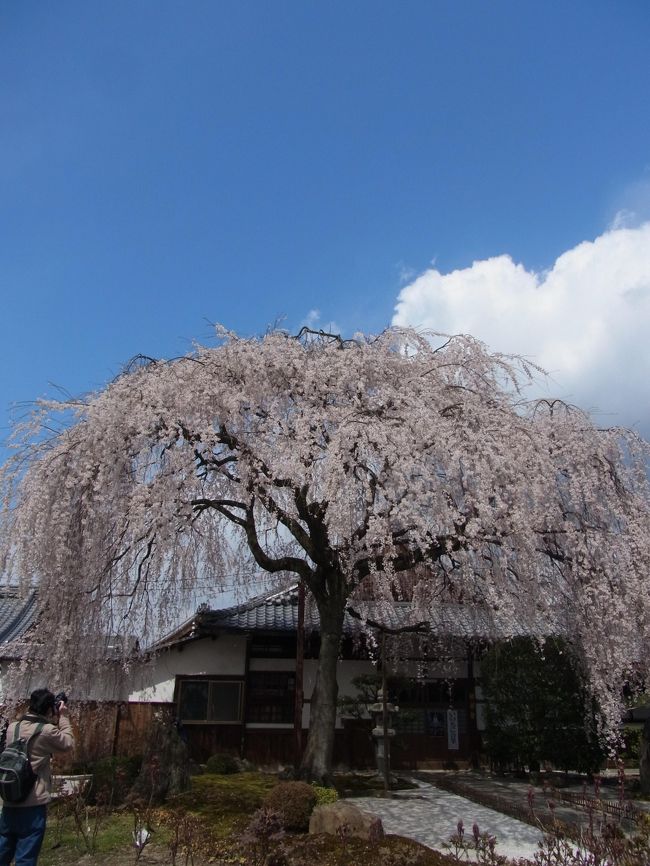 桜がそろそろ満開になる、ということで、前日の夜からネットで開花情報を見ながら、満開の京都に行ってきました！！<br />当初日帰り一人旅の予定でしたが、桜を見てカフェでほっこりしているうちに、泊まりたくなってきました。<br />そこで、急きょ知り合いに連絡し、奈良で落ち合うことに！<br /><br />いやーどこもかしこも<br />ピンク！<br />ピンク！！<br />ピンク！！！<br />でした。目の保養です。<br />とってもきれいな桜を満喫できました！！