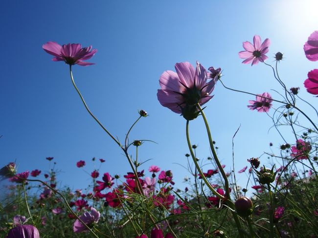 夏にリベンジを誓った馬来田のいっせんぼく。<br /><br />コスモスの咲く季節になるのを待って　いざ出陣！<br /><br />今回は母をお供に（私がお供？）２度目の木更津旅行でしたが、やはり一筋縄ではいきませんでした・・・<br /><br />・馬来田コスモスロード散策<br />　　↓<br />・鋸山登山