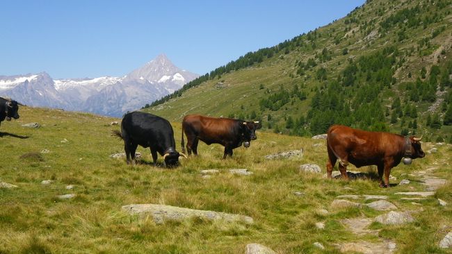 Kreuzboden~Gsponの後半です。<br />ミシャベルの4,000m級が徐々に見えなくなり、その代わり現れるのがBietschhorn(3,934m)やWeisshorn(4,506m)です。Weisshornは、最後の最後に見えるようになるのですが、見えた時は、おぉ~っと感動しました。