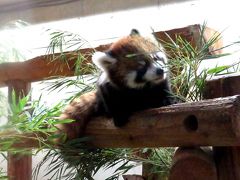 秋のレッサーパンダ紀行【３】 埼玉県こども動物自然公園　ナツちゃんの双子＆リリィちゃんの双子の公開が始まりました！！ 秋の３連休、大賑わいのレッサーパンダ舎！！