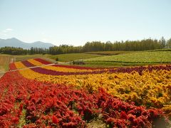 北海道は“大陸”だった！　道内２千キロ走破、バスの旅ーその２・一面のお花畑と雄大な旭岳 《前編・富良野と美瑛》ー