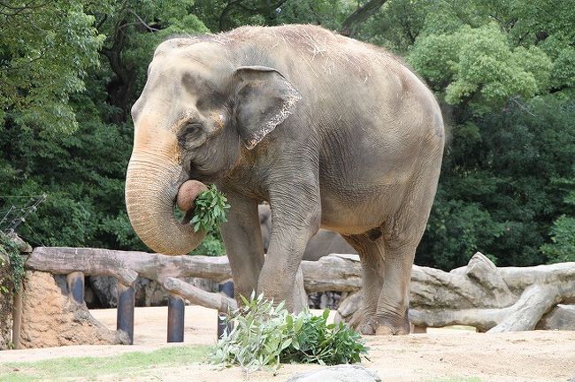 台風が迫っている中天王寺動物園に行ってきました。<br />目的はゾウの春子さんに会うこと。<br />目的は達成しましたが、雨のためゆっくり見れず不完全燃焼。<br />いつかリベンジします!