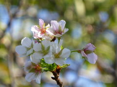 今シーズン最初の桜は季節を間違えた染井吉野から（亀戸中央公園）