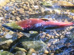 秋のフレイザーバレー（1/全3）： 紅鮭の遡上 （ウィーバー・クリーク産卵水路）