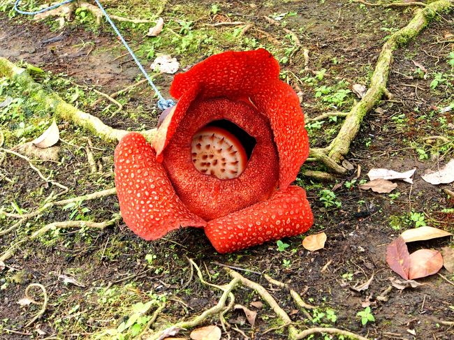 ボルネオ、コタキナバルを拠点に、世界遺産のキナバル山や自然をたっぷり味わってきました。リバーサファリでおサルをたくさん見て、世界遺産キナバル山の雄姿を眺め、キナバル公園ではジャングルもどきで植物観賞、そしてハイライトは世界最大の花、ラフレシア。見事なまでに旅を満喫しちゃいました。