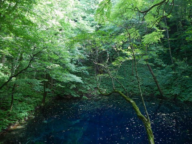 秋田県から青森県に突入し、十二湖を目指します。<br /><br />十二湖・青池のあのブルーをもう一度見たいと思い、JOECOOLは学生時代以来○十年ぶりに訪れました（wifeは初訪問）。<br /><br /><br />ダイジェスト版はこちら→http://4travel.jp/traveler/joecool/album/10815976/<br />