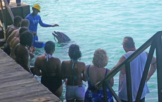 アリュール・オブ・ザ・シーズによる西カリブ海クルーズで、２番目の寄港地としてジャマイカのファルマスを訪れました。ここではオプションとしてまず、イルカとの触れ合いを体験。イルカの体に手で触れたり、ほっぺにチューをしてもらったり、イルカの体に載っかって泳いだりと、人生初のイルカとの肌の触れ合いをしてきました。