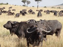 ケニアの大自然サファリとタンザニアのリゾート